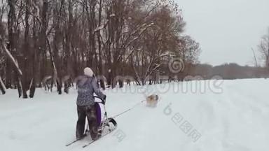 冬天里种了哈士奇雪橇狗。 北方的哈士奇狗。 骑在狗身上，娱乐的概念